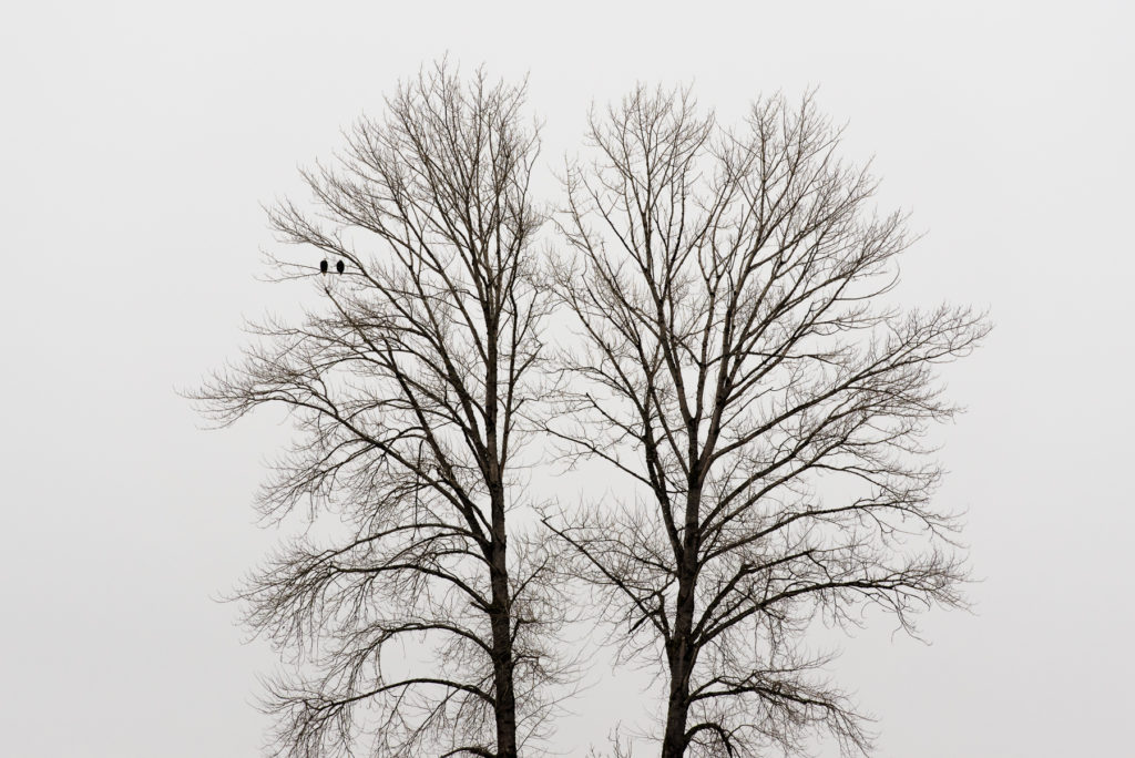 Two bald eagles rest in a tree at the Nisqually National Wildlife Refuge