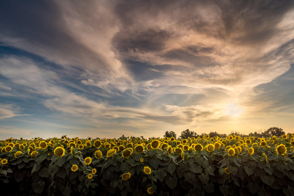 Sunflowers fields at sunset