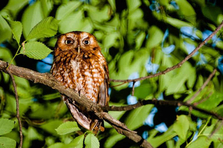 Owl Bird Wildlife Photography