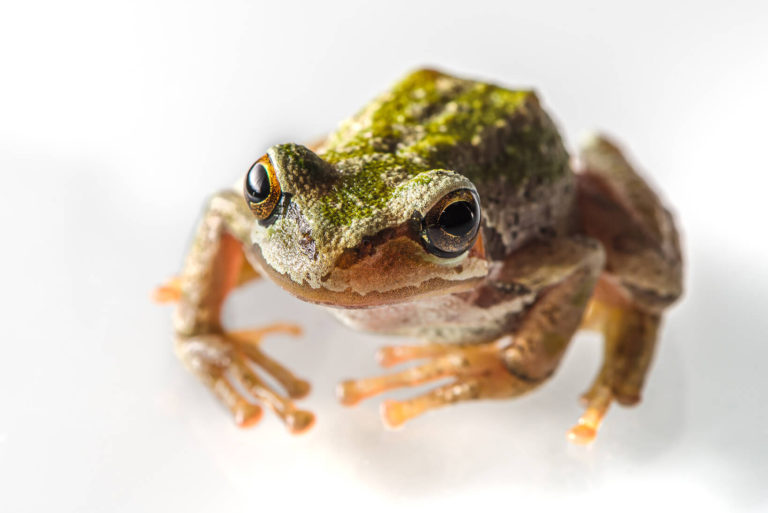 Pacific tree frog wildlife photography