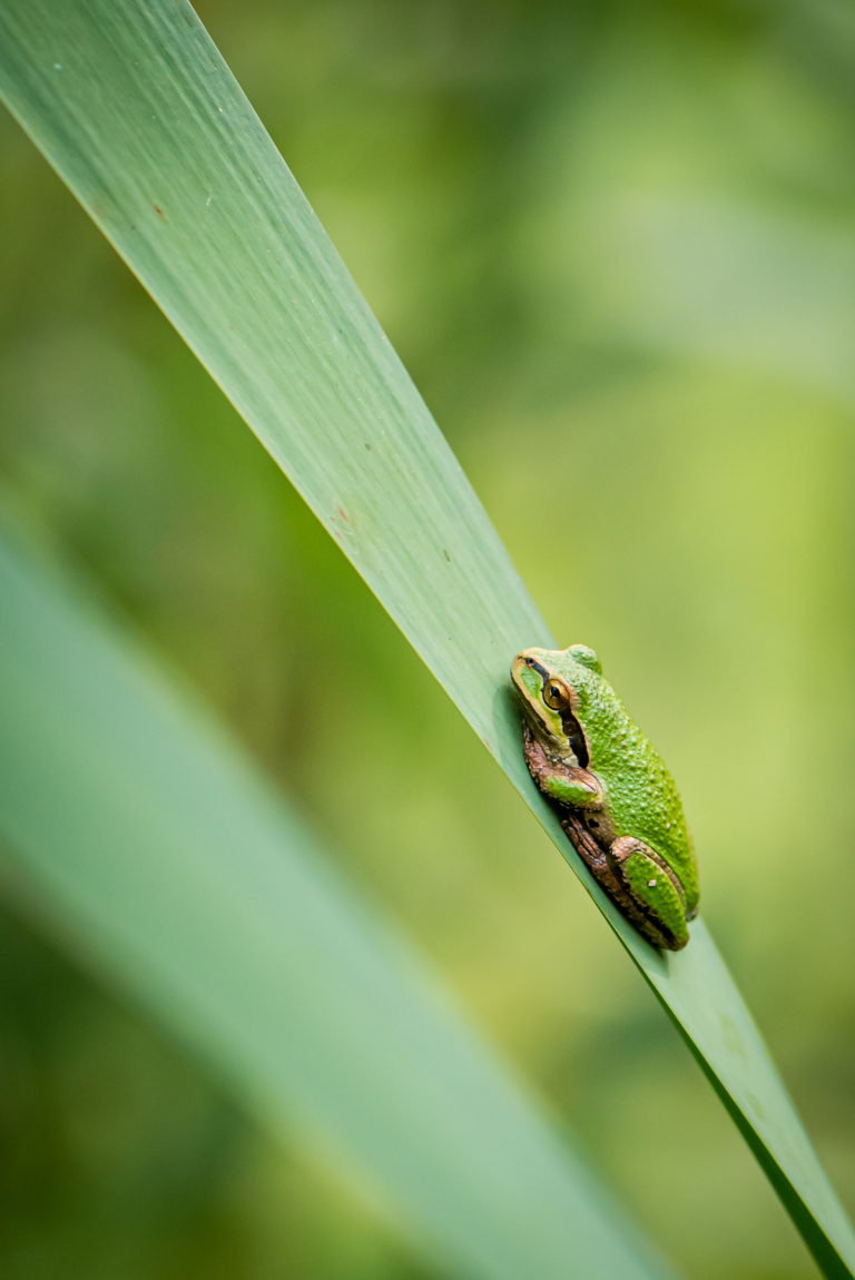 Pacific Tree Frog Wildlife Photography