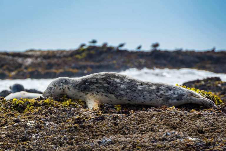 Seal Wildlife Photography