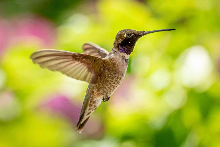 Hummingbird bird wildlife photography
