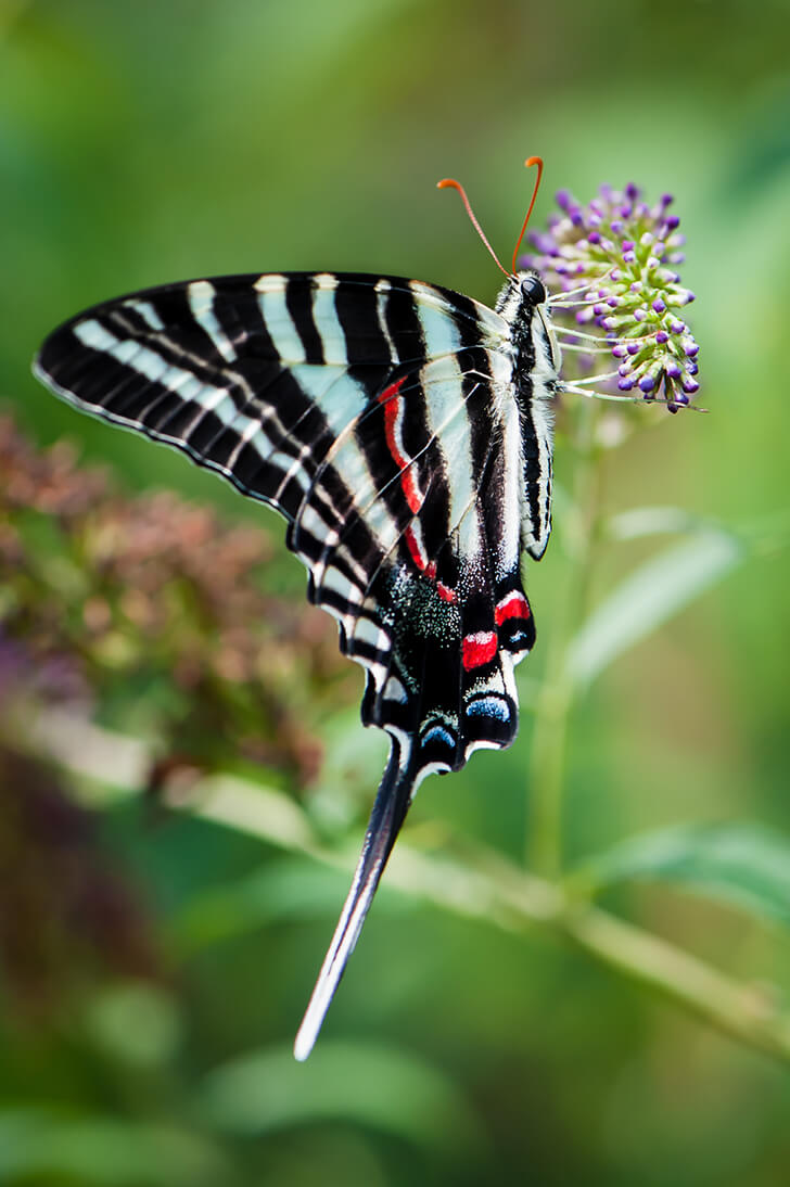 Zebra Swallowtail Butterfly Wildlife Photography