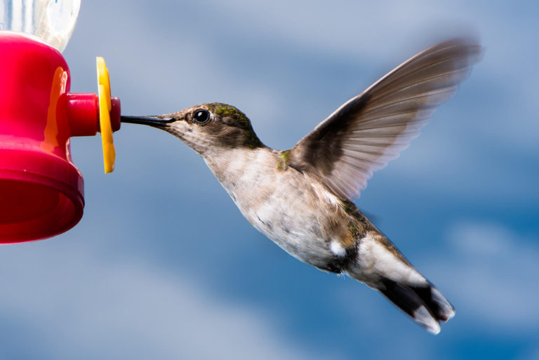 Hummingbird feeder wildlife photography